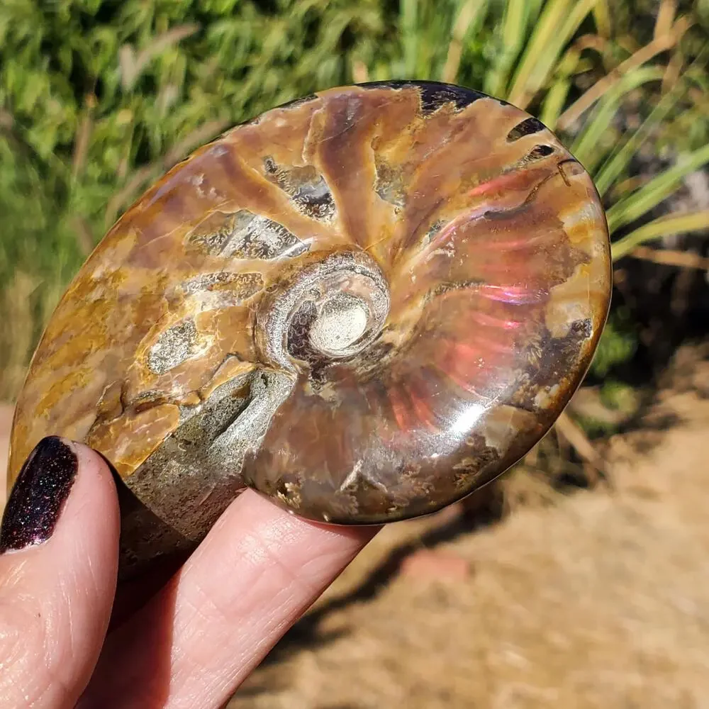 Ammonite Fossil Iridescent Rainbow Color Burst 164 Grams